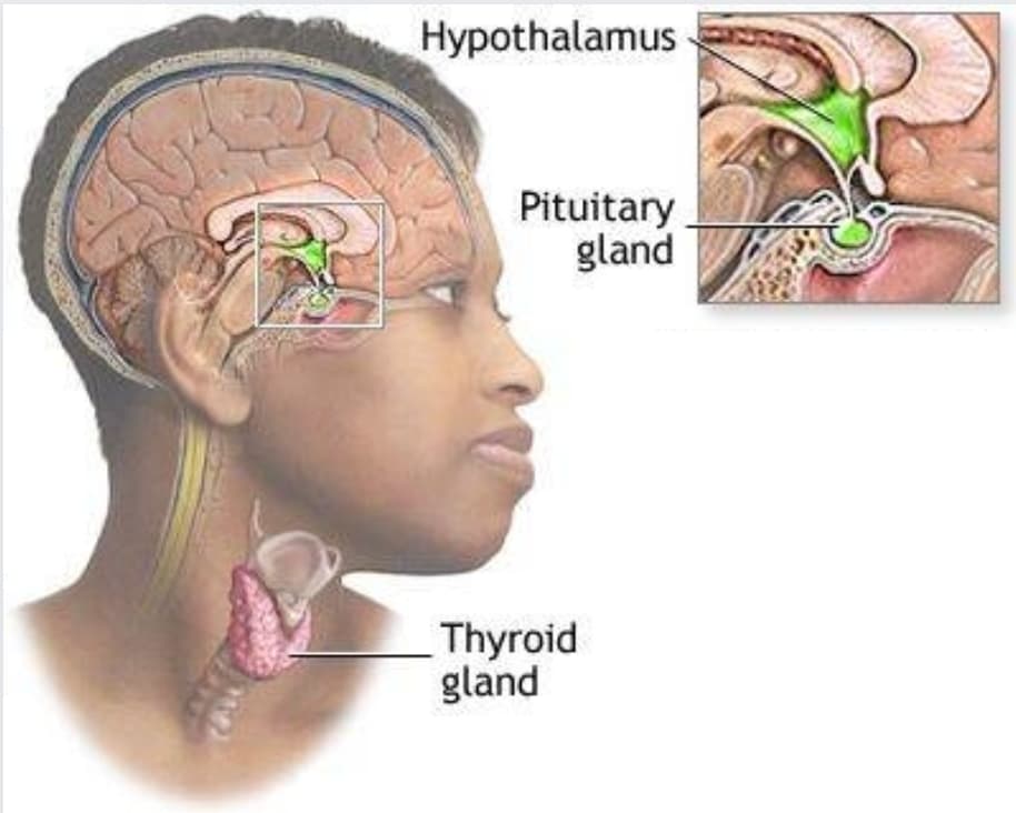 Endocrine system
