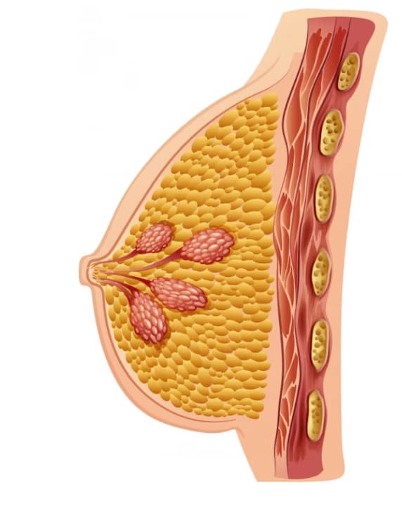 Natural breast anatomy