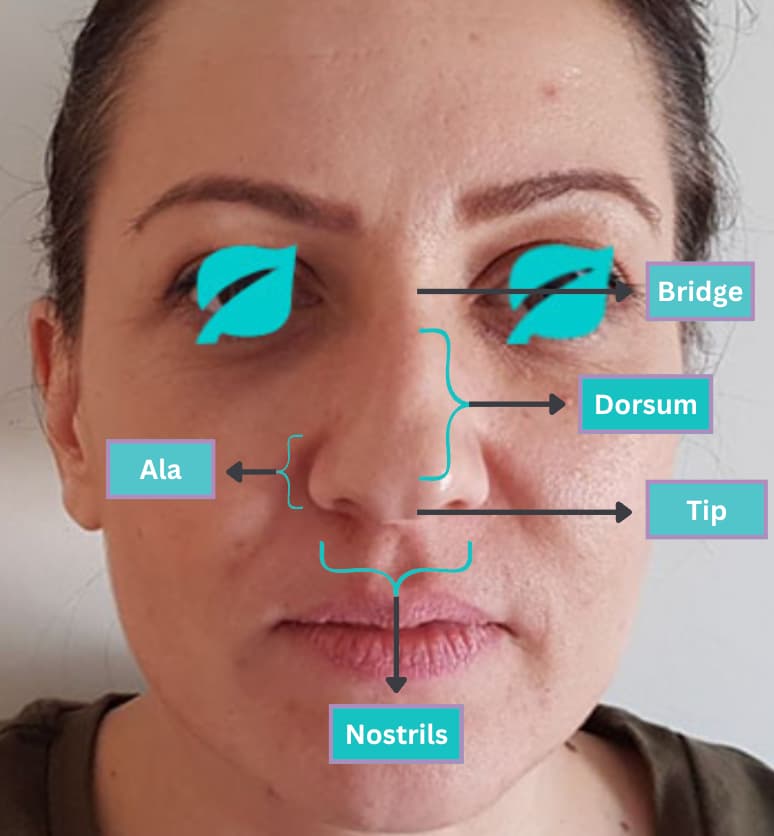 Nose anatomy