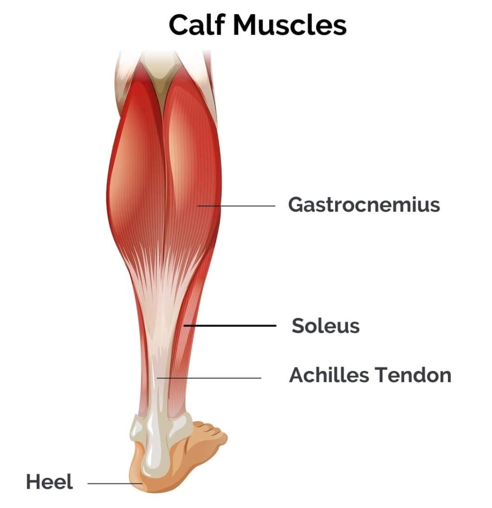 Calf anatomy