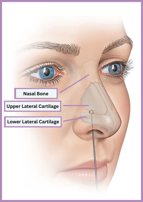 Nasal Bone