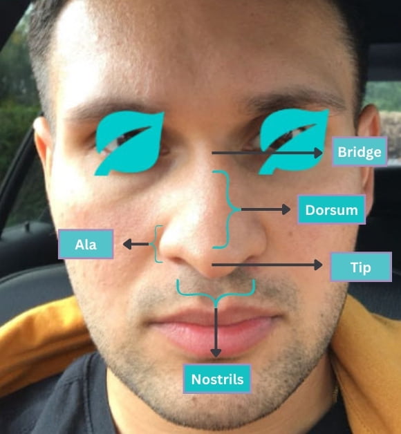 Nose anatomy