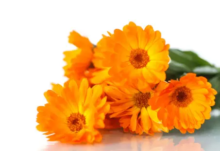 Calendula