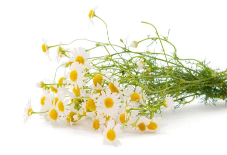 Chamomile