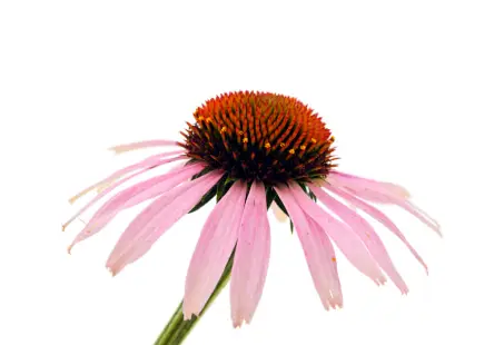 Echinacea