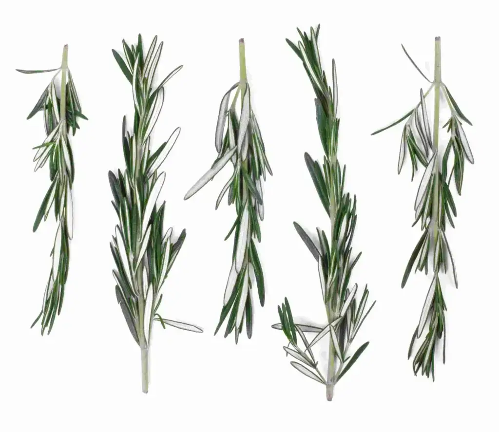 rosemary table (1)