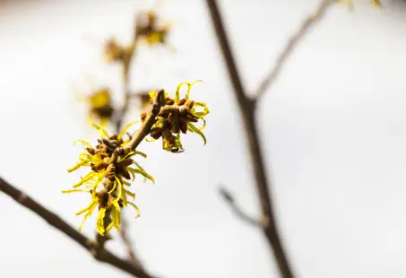 witch hazel